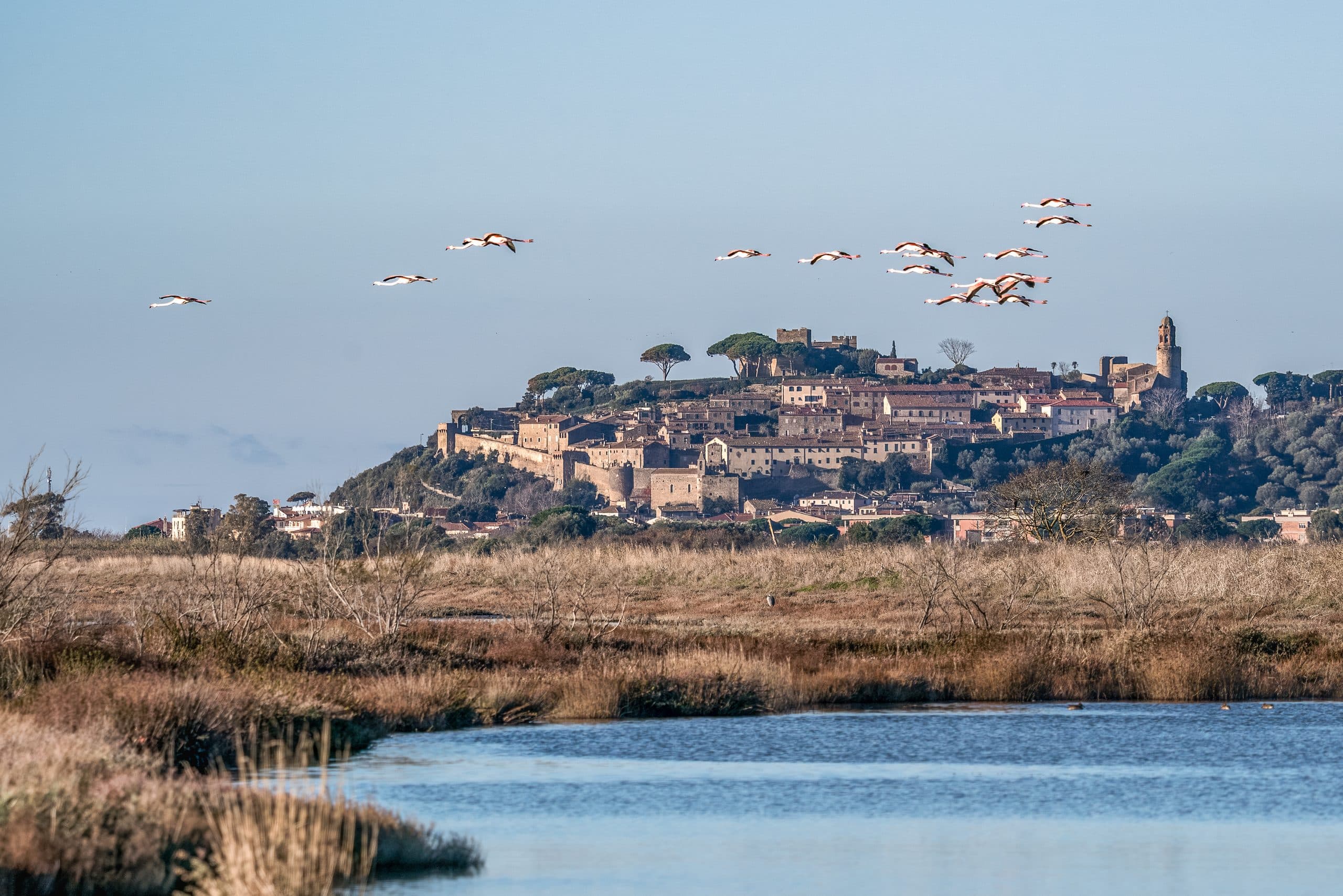 Fenicotteri rosa in volo sopra Castiglione della Pescaia al tramonto